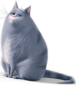 Серая кошка Хлоя картинка с прозрачным фоном