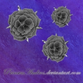 Черные розы