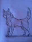 grey wolf