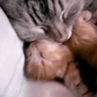 Кошка обнимает своего котенка