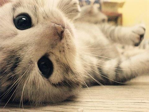 Фотографии самых милых и кавайных котят