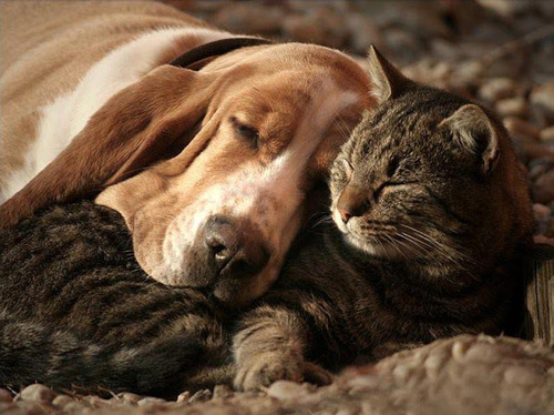 Кошки и собаки - лучшие друзья