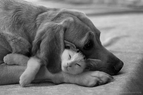 Кошки и собаки - лучшие друзья