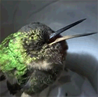 Видео: спящая колибри