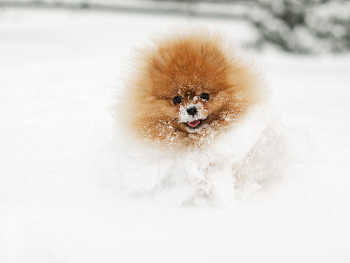 Фотографии животных в снегу