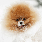 Фотографии животных в снегу