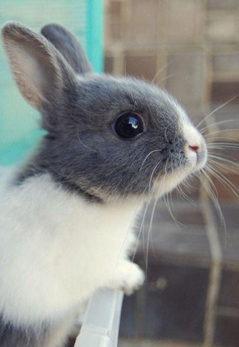 Фотографии очаровательных кроликов