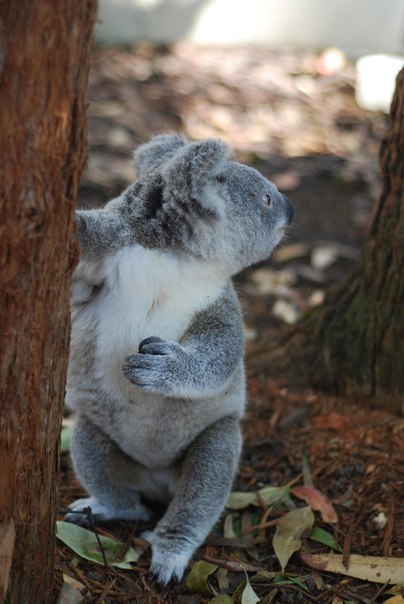 Кавайняшка: фотографии коалы