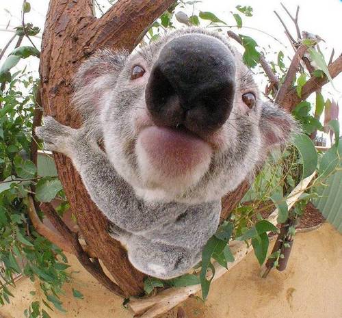 Кавайняшка: фотографии коалы