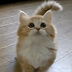 Видео: котенок породы Манчкин играет с игрушкой