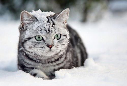 Зимние кошки и новогодние кошки - YouLoveIt.ru