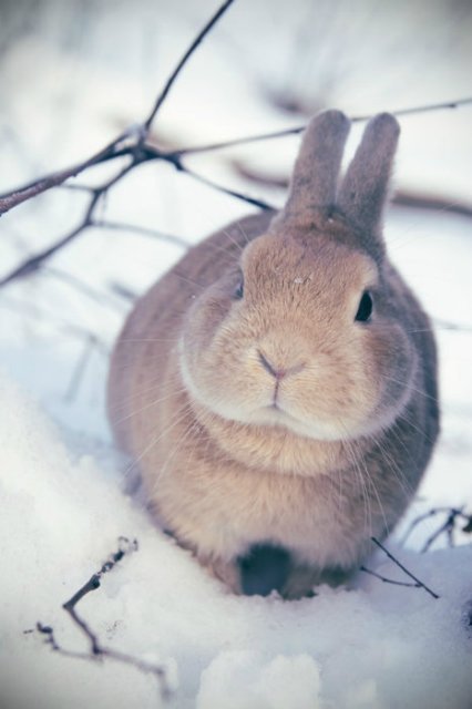 Фотографии зимних кроликов