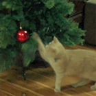 Кошка нападает на новогоднюю елку :)