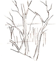 Урок рисования деревьев карандашом