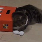 Видео: кот пытается залезть в маленькие коробки