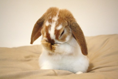 Кавайняшка: очаровательные кролики