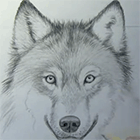 Видео: урок рисования волка