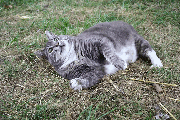 Кавайняшка: удивленные коты