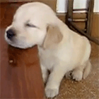 Видео: засыпающий щенок (золотистый ретривер)