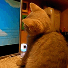 Кавайняшка видео: котенок смотрит мультик