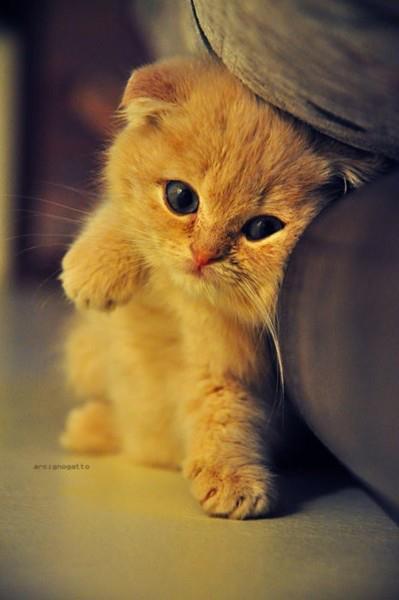 Кавайняшка: очаровательные кошки и котята