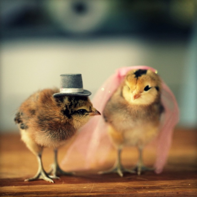 Кавайняшка: фотографии цыплят в шляпках