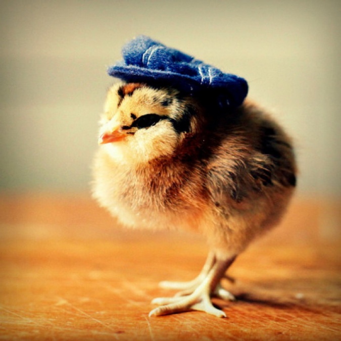 Кавайняшка: фотографии цыплят в шляпках