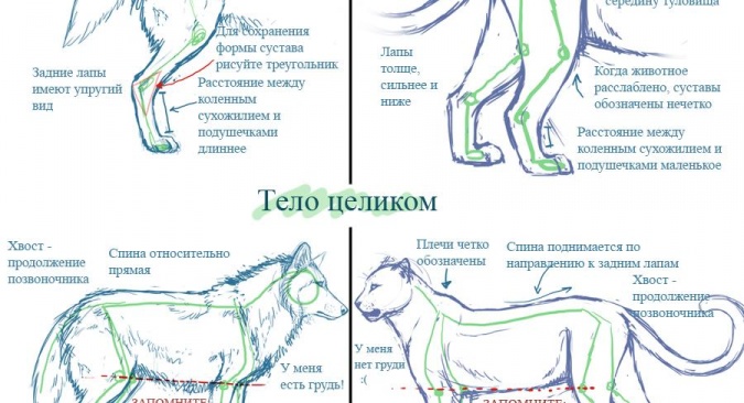 Наглядные отличия в рисовании собачьих и кошачьих