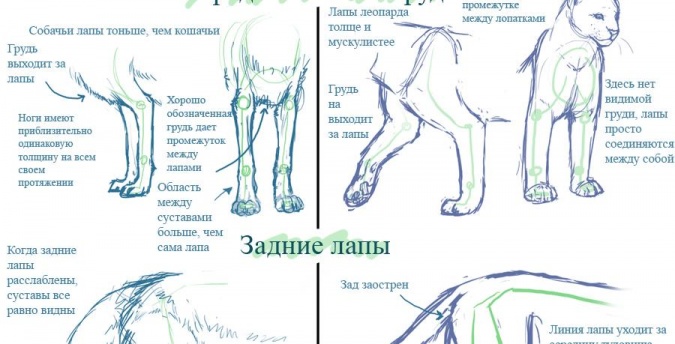 Наглядные отличия в рисовании собачьих и кошачьих