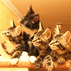 Видео: котята дружно наблюдают за игрушкой