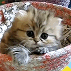 Кавайняшка: котенок с невероятно невинными глазами