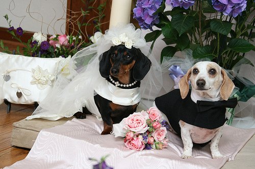 Собаки в свадебных платьях