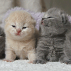 Видео: Британские короткошерстные котята