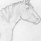 Рисуем лошадь карандашом: построение рисунка