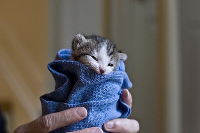 Картинки: Кавайные зверушки