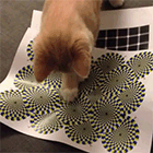 Видео: Котенок увидел оптическую иллюзию