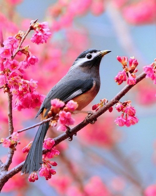 Кавайняшка: Весна, животные и птицы