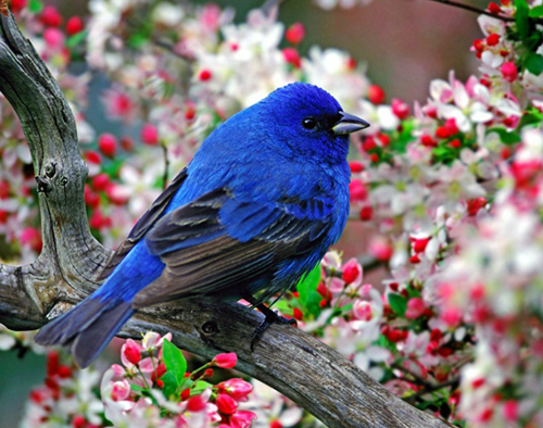 Кавайняшка: Весна, животные и птицы