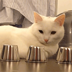 Видео: кошка играет в наперстки