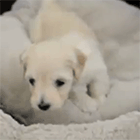Видео: щенок не хочет просыпаться и вылезать из кроватки