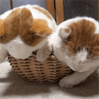 Видео: кот и плюшевая игрушка, очень похожая на него