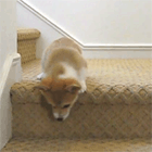 Видео: щенок спускается с лестницы