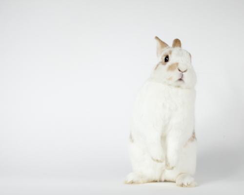 Кавайняшка: фотографии кроликов