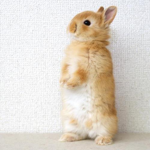 Кавайняшка: фотографии кроликов
