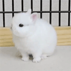 Видео с маленькими кроликами