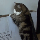 Кавайняшка: видео с котом Мару и тонкой коробкой