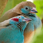 Очаровательные животные и птицы
