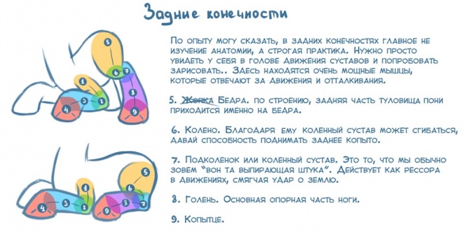 Как рисовать пони: учимся рисовать ноги