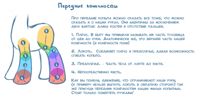 Как рисовать пони: учимся рисовать ноги