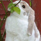 Кавайняшка: фото кроликов